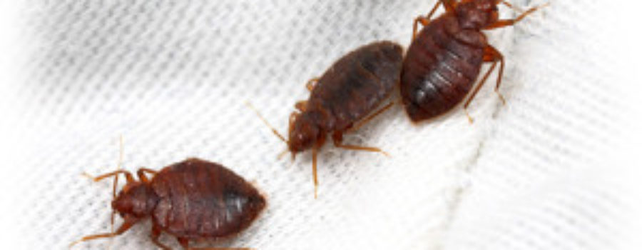 Bed Bugs – A Non-Toxic Remedy