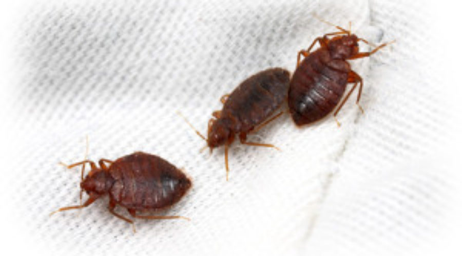 Bed Bugs – A Non-Toxic Remedy